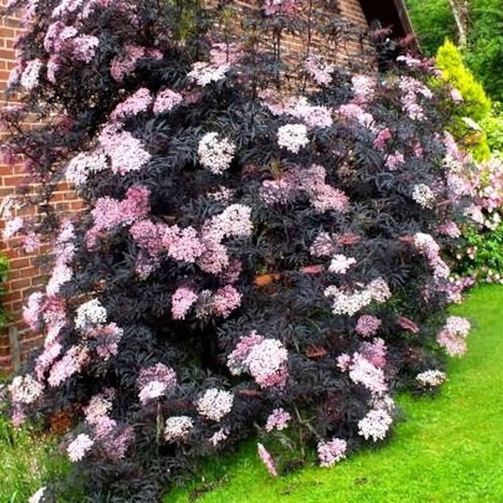 Soc Negru Sambucus Black Lace
