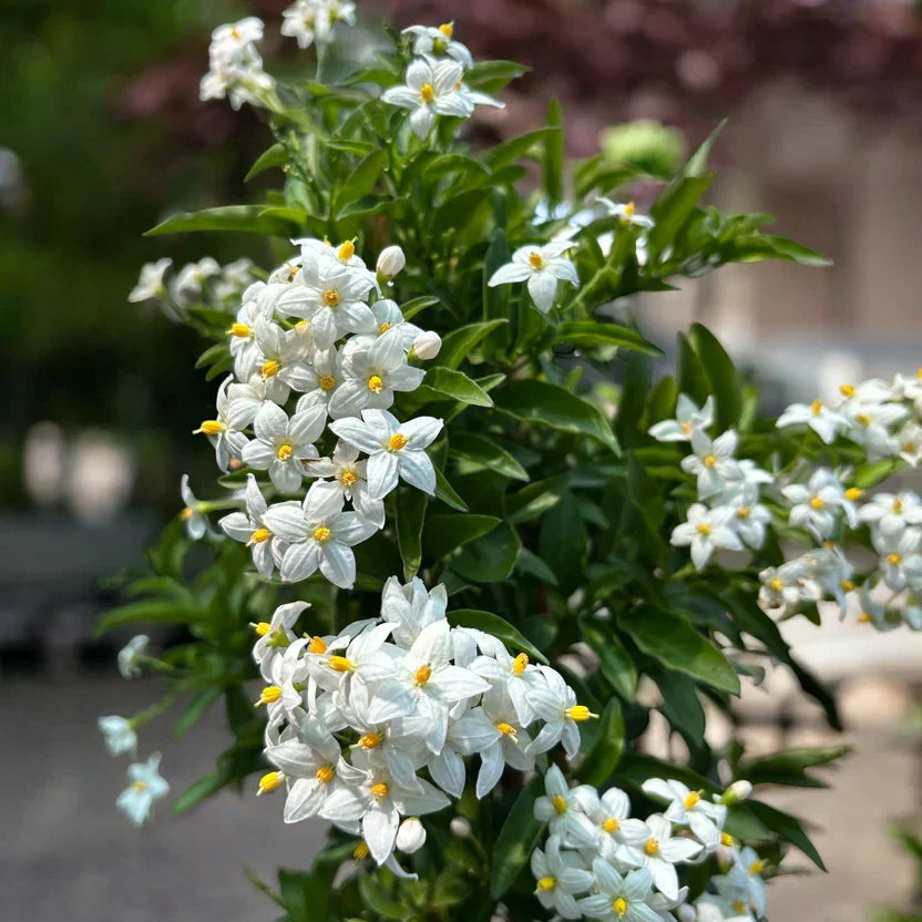 Жасмин Solanum jasminoides – катерливо растение с бели ароматни цветя