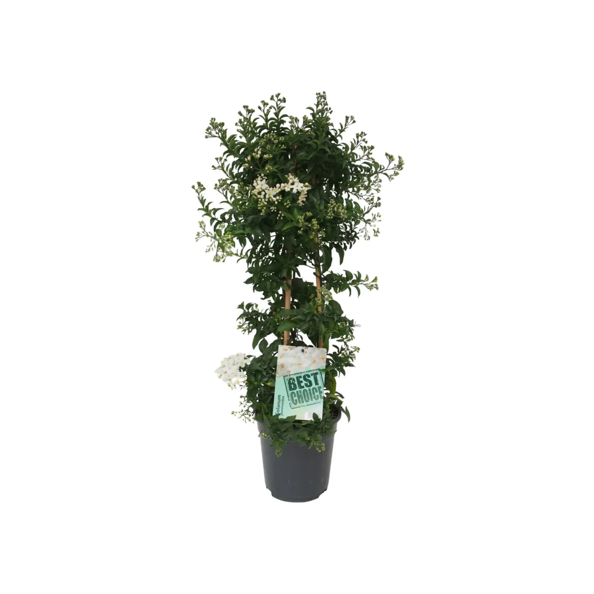 Жасмин Solanum jasminoides – катерливо растение с бели ароматни цветя