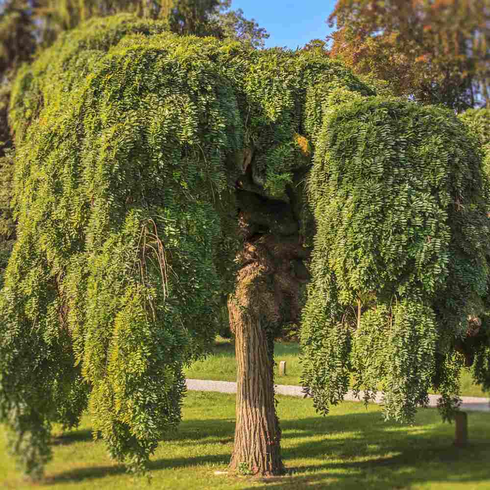 Salcam Japonez Plangatoare (Sophora Japonica), arbore decorativ curgator cu flori parfumate rezistente