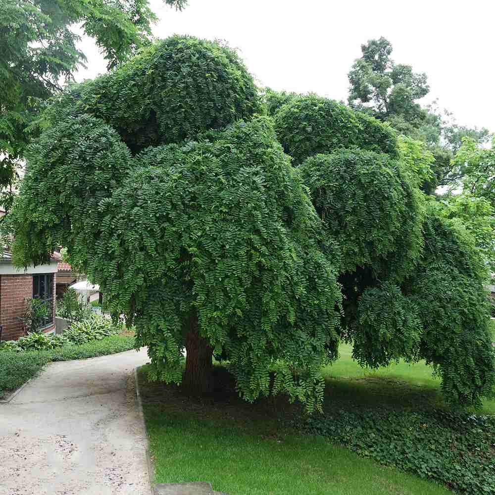 Salcam Japonez Plangatoare (Sophora Japonica), arbore decorativ curgator cu flori parfumate rezistente