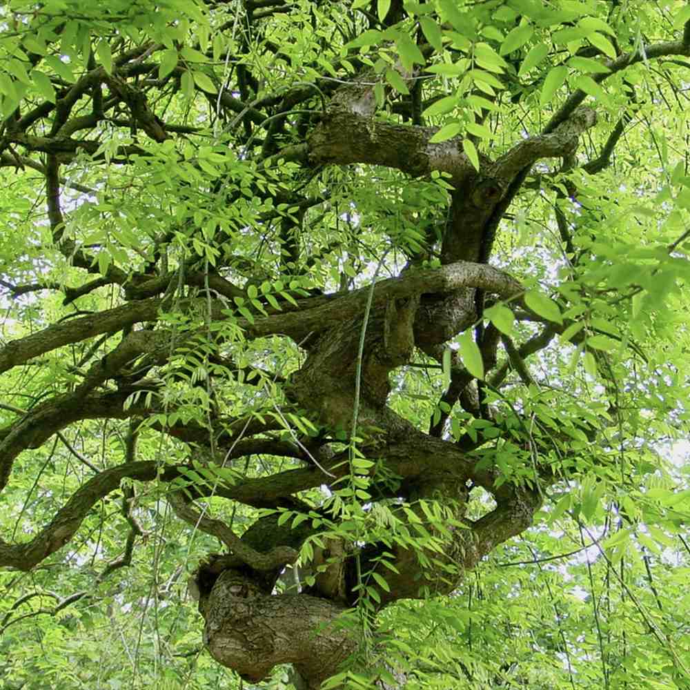 Salcam Japonez Plangatoare (Sophora Japonica), arbore decorativ curgator cu flori parfumate rezistente