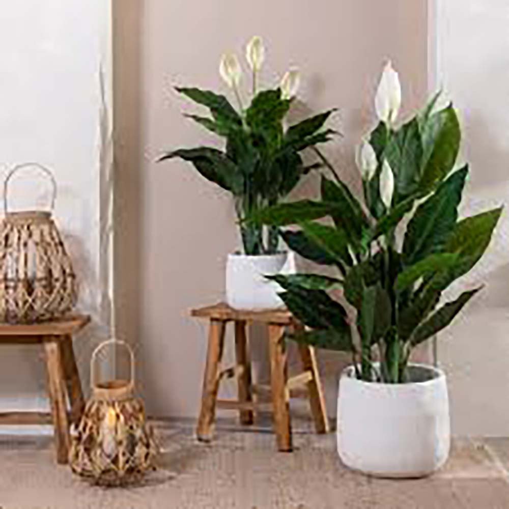 Crinul Pacii Spathiphyllum Sweet Chico - 55 cm