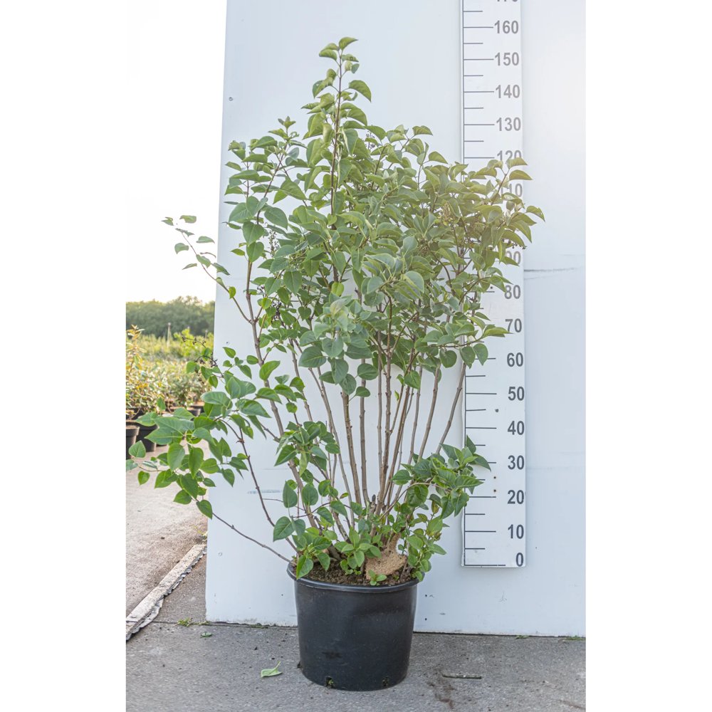 Люляк (Syringa vulgaris) – декоративен храст с ароматни лилави цветове