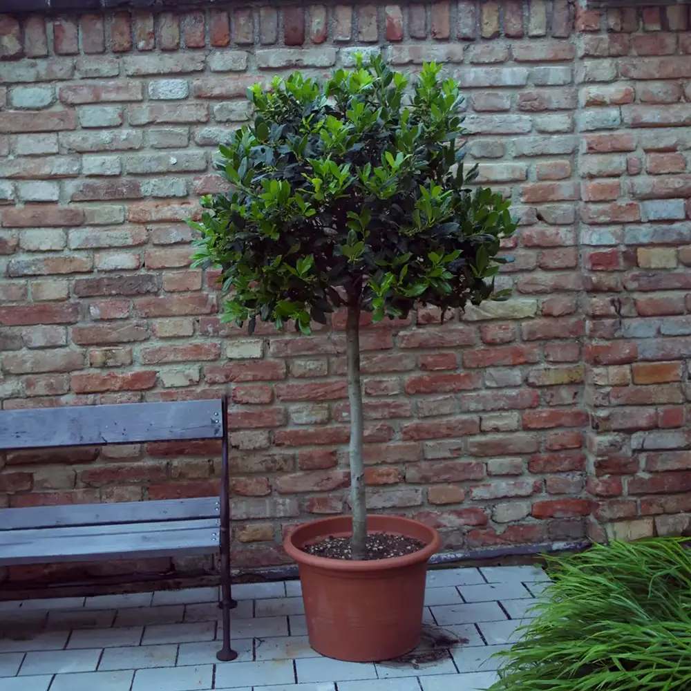Laur Japonez (Ilex) Nellie R. Stevens, copac ornamental vesnic verde cu fructe rosii decorative, crestere rapida