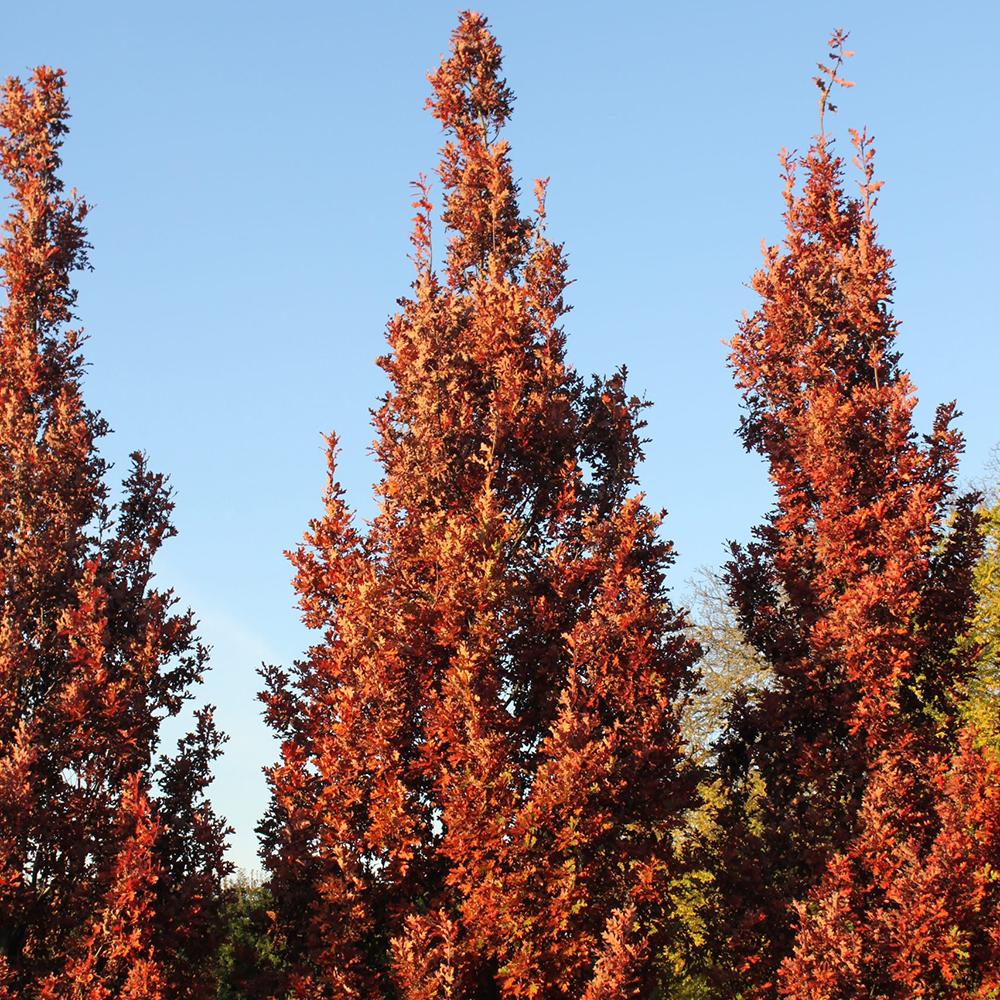 Stejar columnar rosu Crimson Spire, cu frunzis rosu, colorit de toamna
