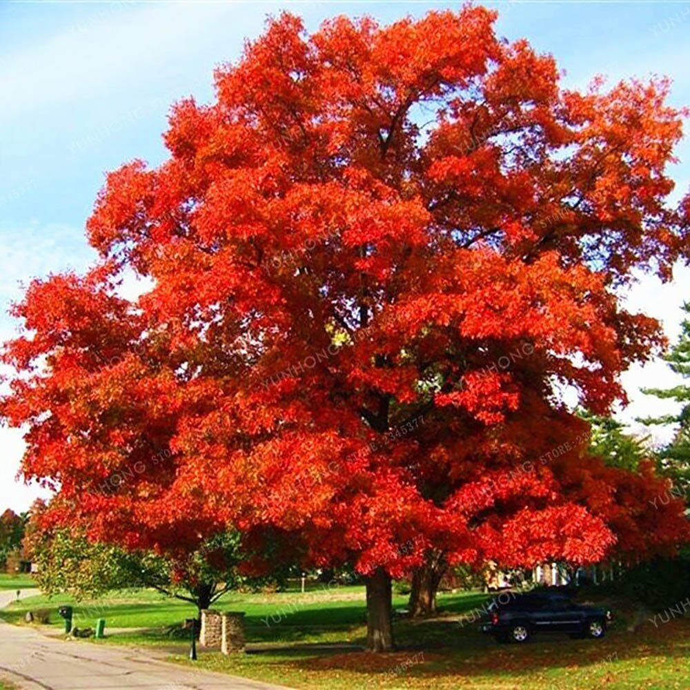 Stejar rosu american, cu frunzis rosu, colorit de toamna