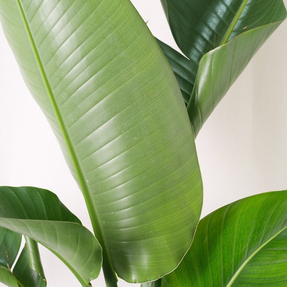 Strelitzia nicolai (Pasarea alba a paradisului) - 290 cm