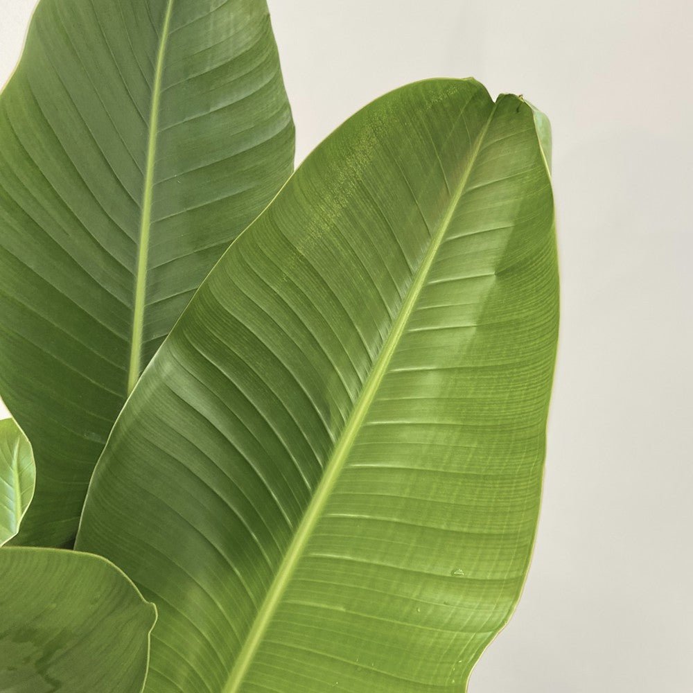 Strelitzia nicolai (Pasarea alba a paradisului) - 290 cm