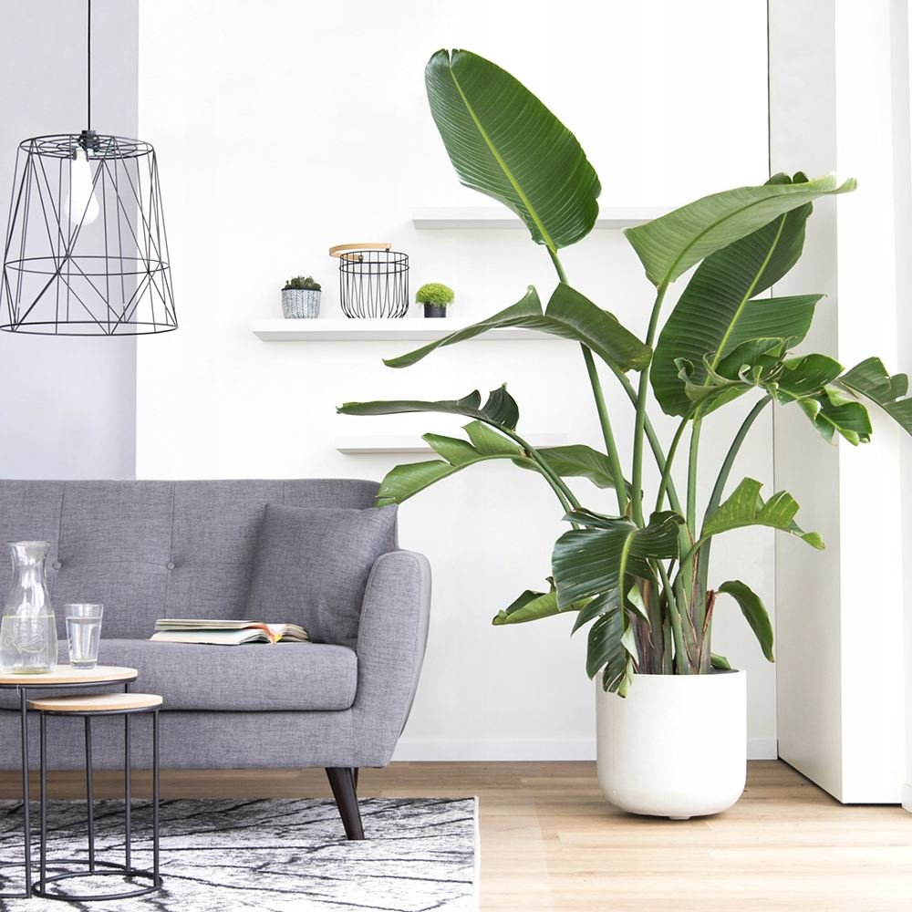 Strelitzia nicolai (Pasarea alba a paradisului) - 290 cm