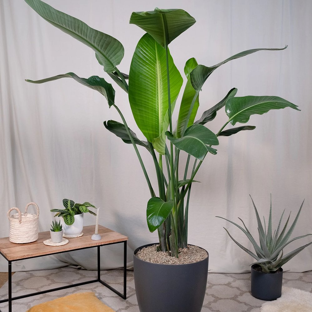 Strelitzia nicolai (Pasarea alba a paradisului) - 290 cm