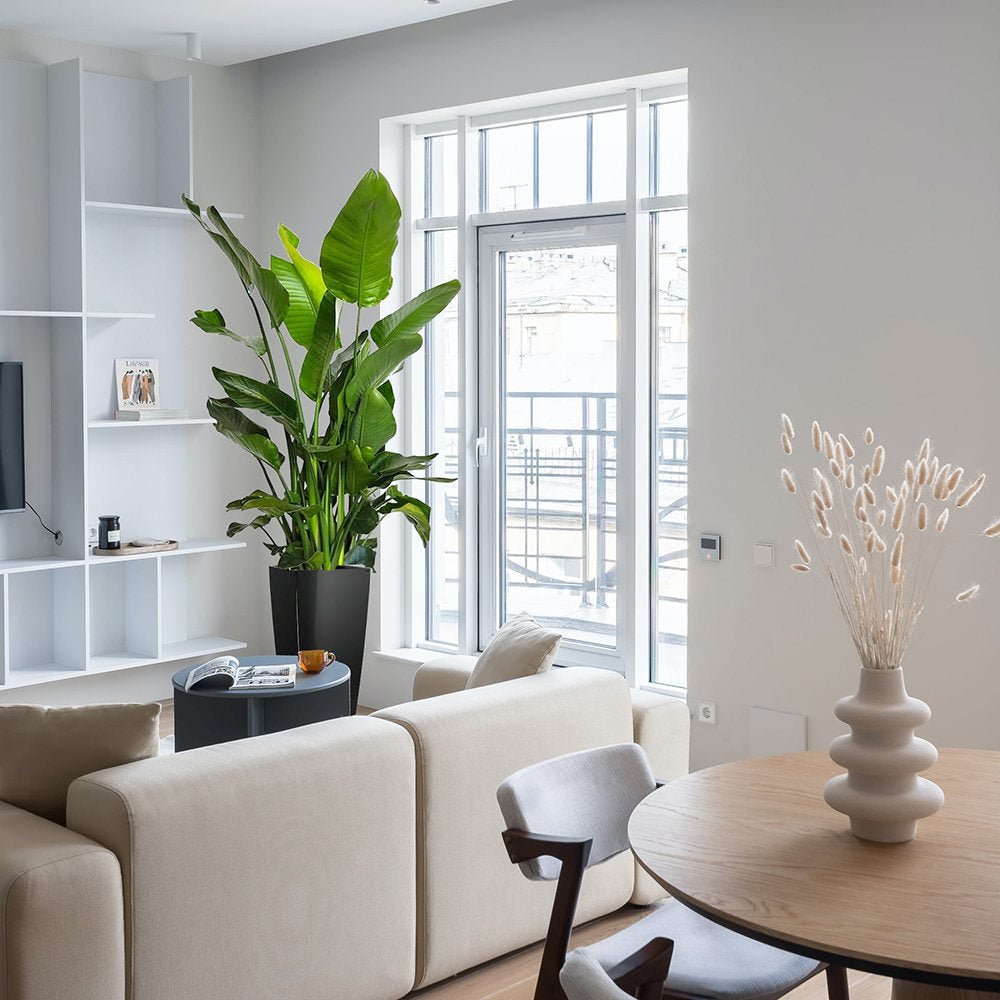 Strelitzia nicolai (Pasarea alba a paradisului) - 290 cm