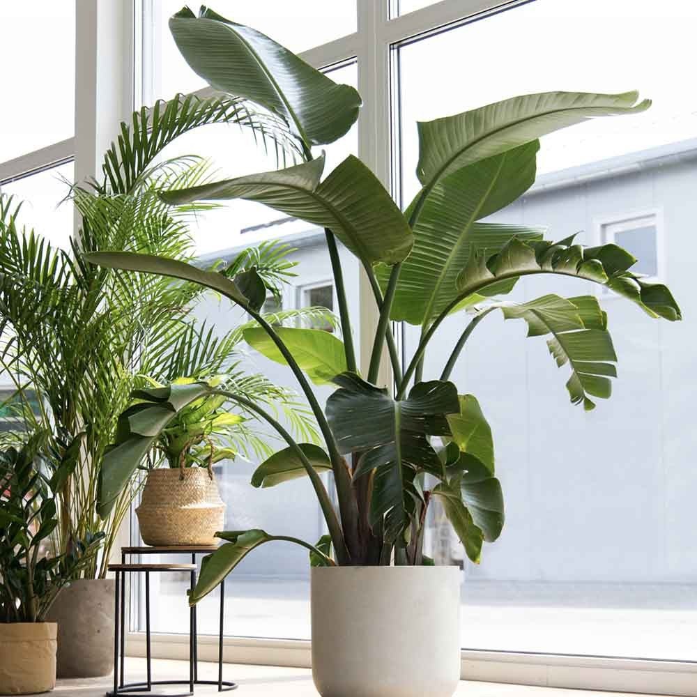Strelitzia nicolai (Pasarea alba a paradisului) - 290 cm