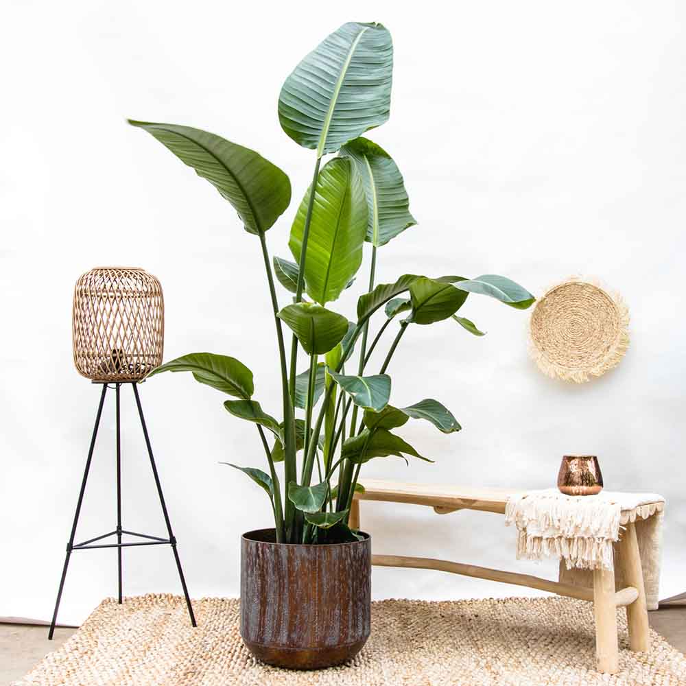 Strelitzia Nicolai (Pasarea Paradisului) - 130 cm