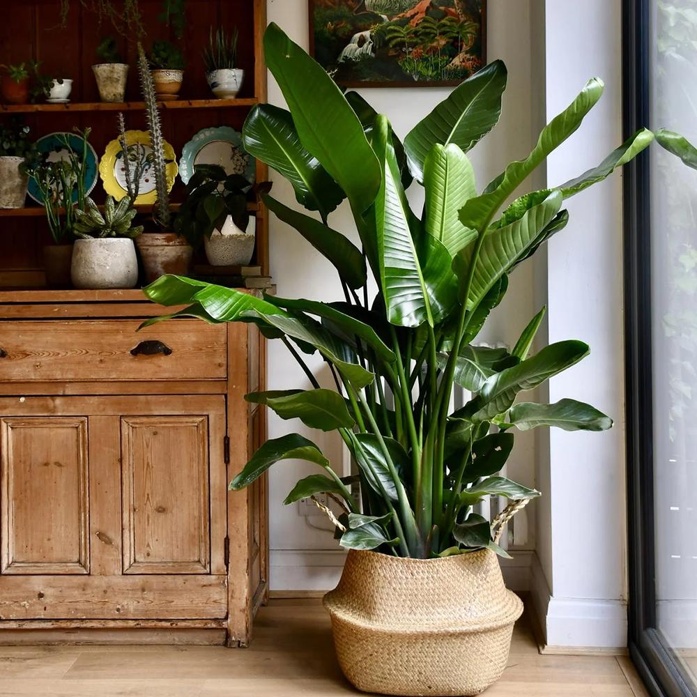 Strelitzia Nicolai (Pasarea Paradisului) - 100 cm
