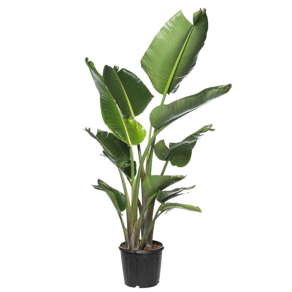 Strelitzia Nicolai (Pasarea Paradisului) - 180 cm