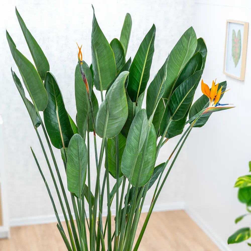 Pasarea Paradisului Strelitzia Reginae, planta exotica mare cu frunze uriase tropicale decorative pentru interior - 60 cm