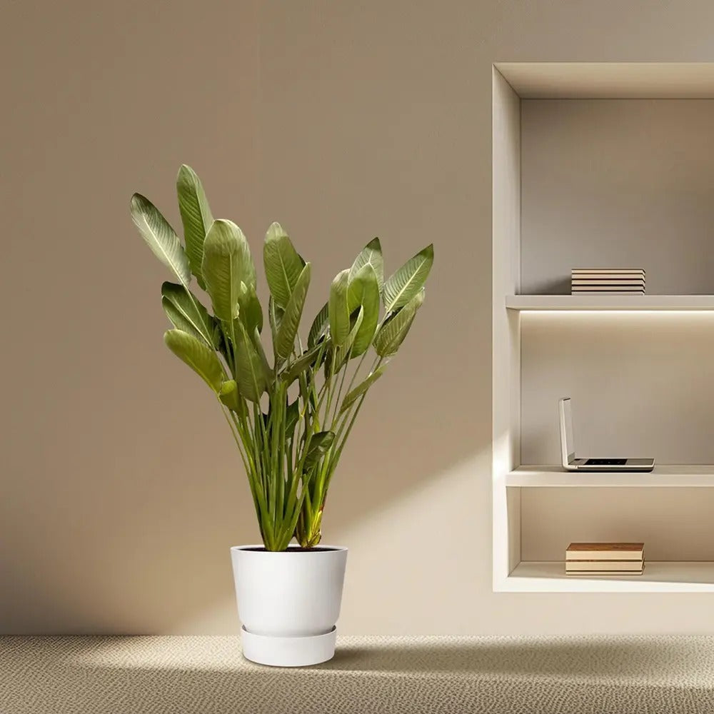 Strelitzia Reginae, 180 cm, Pasarea Paradisului, planta exotica mare cu frunze uriase tropicale decorative pentru interior
