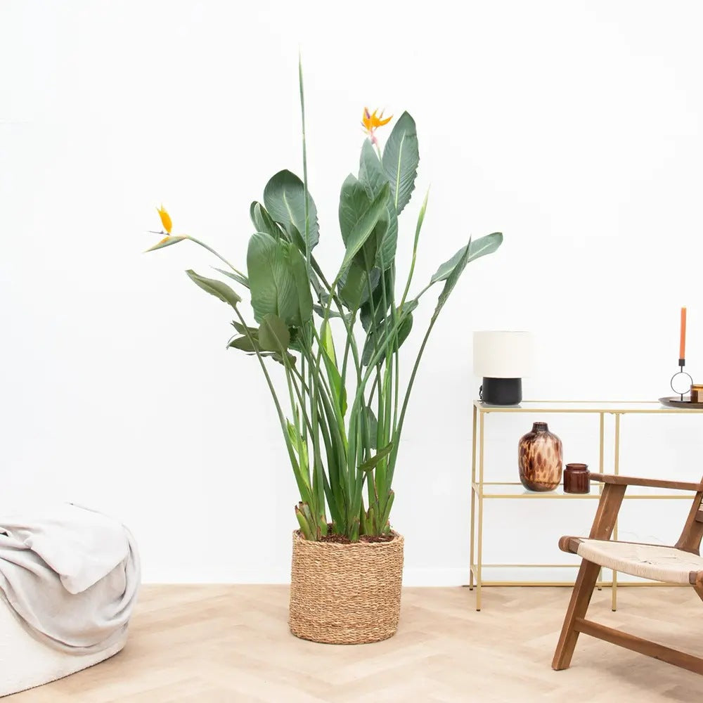 Strelitzia Reginae, 180 cm, Pasarea Paradisului, planta exotica mare cu frunze uriase tropicale decorative pentru interior