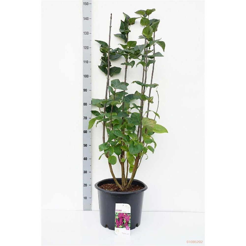 Liliac Nobil Charles Joly (Syringa), arbust decorativ cu flori purpurii duble parfumate, crestere rapida, iubitor de soare