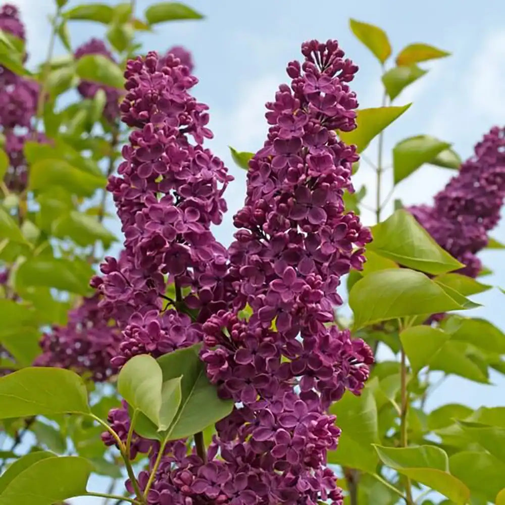 Liliac Royalty (Syringa), arbust decorativ cu flori violet-purpuriu, parfum dulce lamaios, frunzis ornamental, iubitor de soare