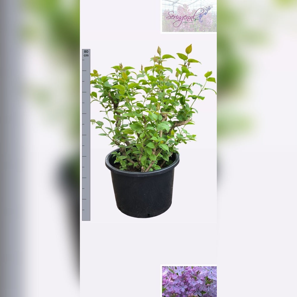 Люляк Bonsai 'Sensation' – двуцветни виолетово-бели цветове с интензивен аромат, над 10 години