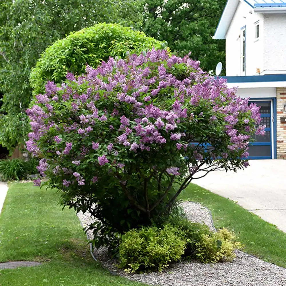 Liliac Copac Redwine (Syringa), cu flori rosii-bordo si parfum intens, iubitor de soare