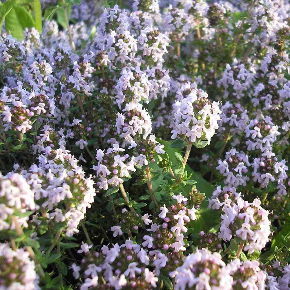 Чубрица Thymus 'Faustini' – ароматно почвопокривно растение с розови цветове