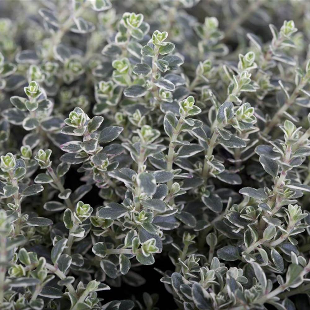 Чубрица Thymus 'Faustini' – ароматно почвопокривно растение с розови цветове