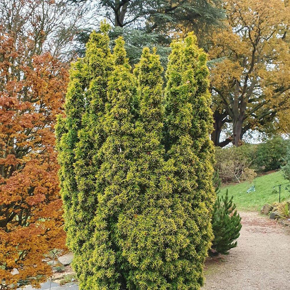 Tisa David Auriu (Taxus Baccata), cu ace galbene, planta solitara
