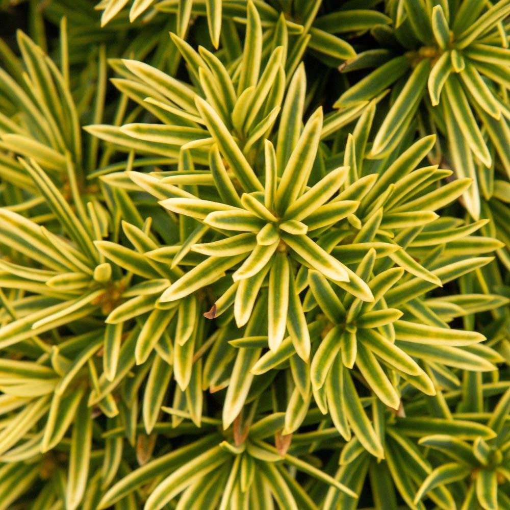 Tisa David Auriu (Taxus Baccata), cu ace galbene, planta solitara