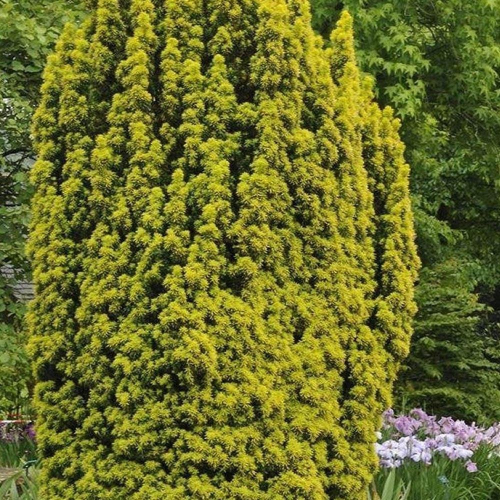 Tisa David Auriu (Taxus Baccata), cu ace galbene, planta solitara