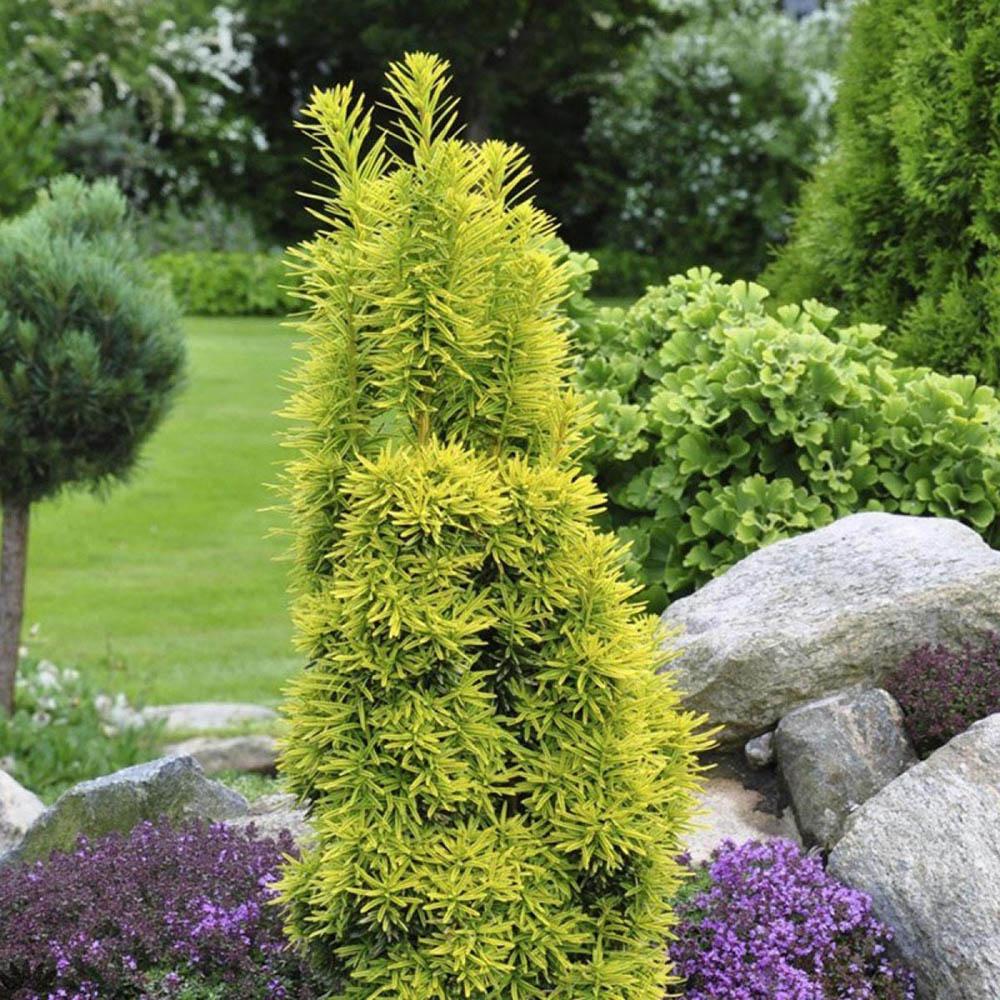 Tisa David Auriu (Taxus Baccata), cu ace galbene, planta solitara