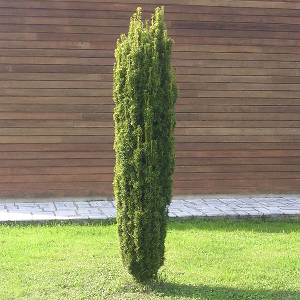 Tisa Columnar Auriu (Taxus Baccata Aureamarginata), cu ace galben-aurii