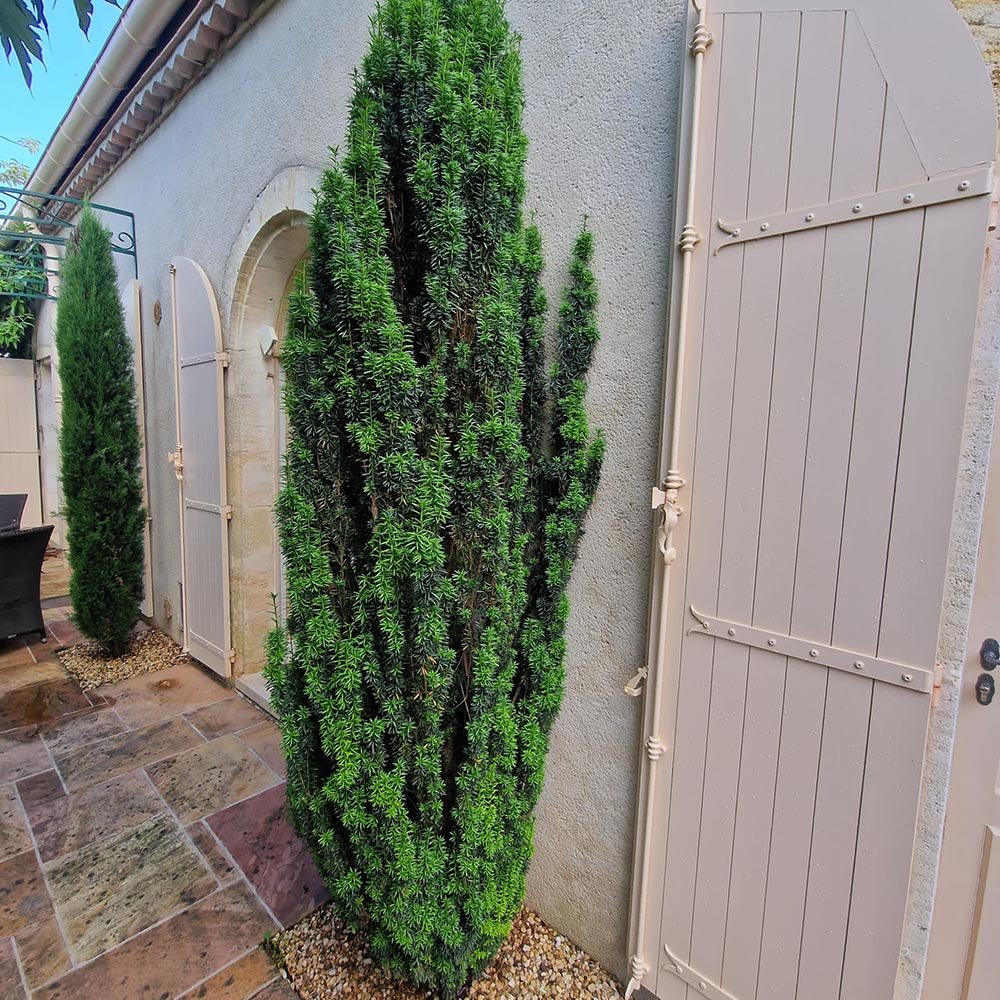 Tisa Columnar Robusta (Taxus Baccata)
