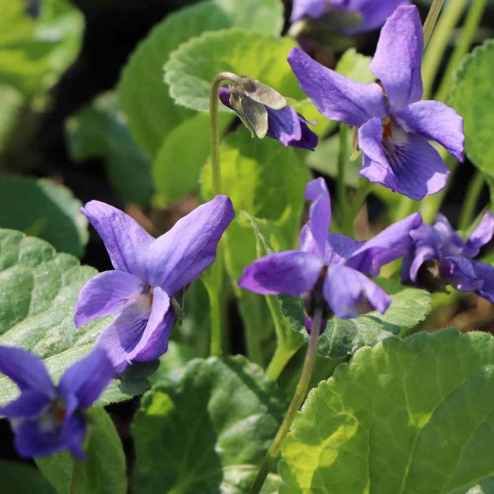 Violeta Konigin Charlotte, tarator, cu flori violet-albastru si parfum intens