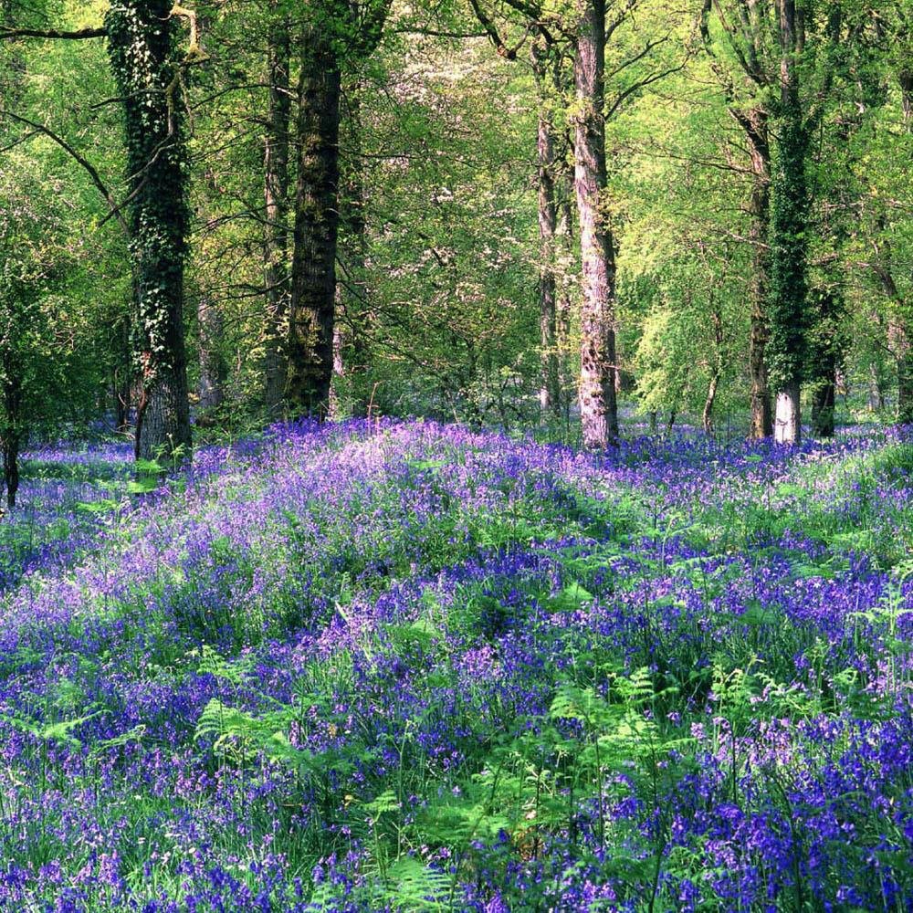 Violeta Konigin Charlotte, tarator, cu flori violet-albastru si parfum intens
