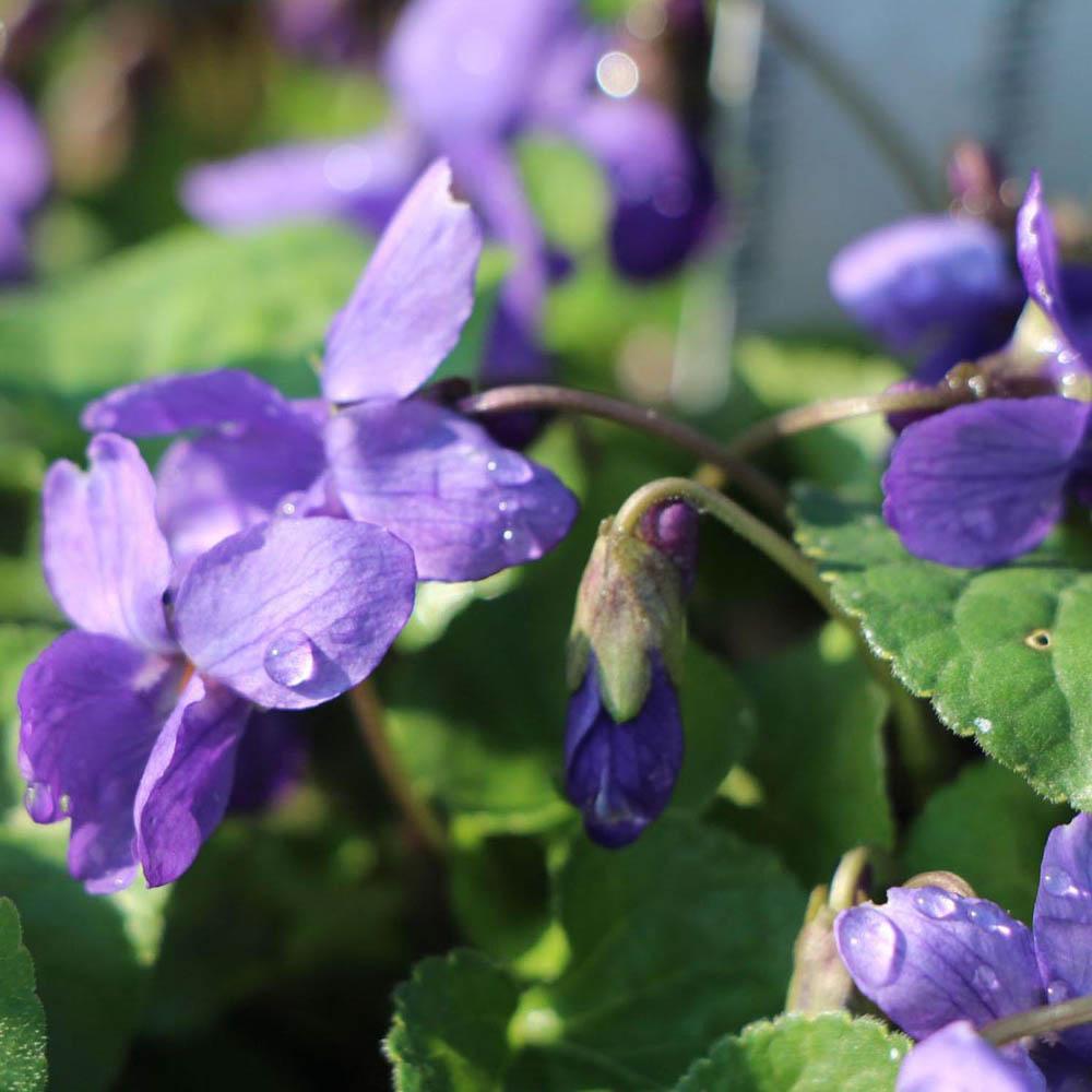 Violeta Konigin Charlotte, tarator, cu flori violet-albastru si parfum intens