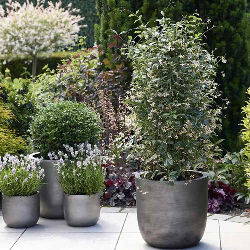 Звезден жасмин Pink Air, катерливо ароматно растение с розови цветове, вечнозелено, студоустойчиво, бързорастящо