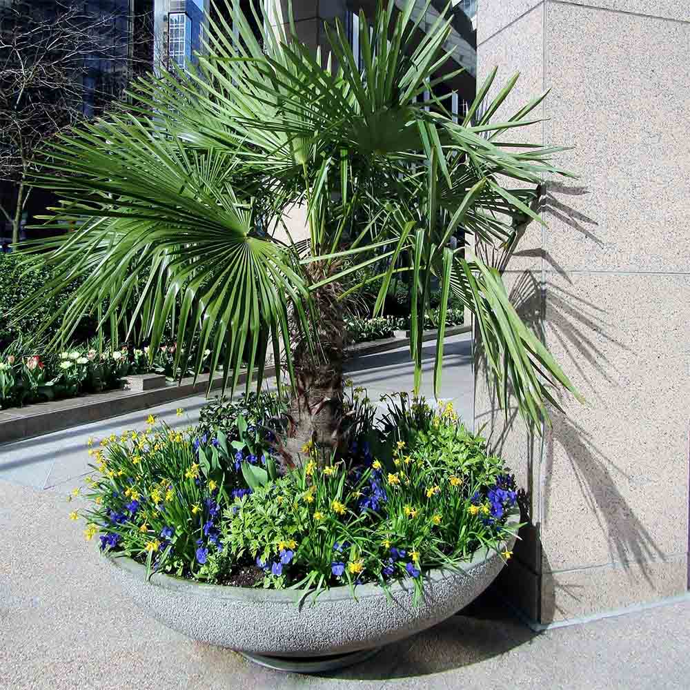 Palmier Morisca Trachycarpus Fortunei (Tulpina 50-60 cm) - 180 cm