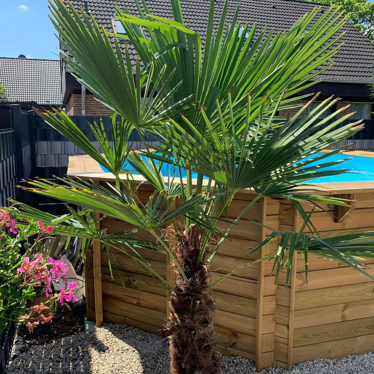 Palmier Morisca Trachycarpus Fortunei (Tulpina 80-100 cm) - 160 cm