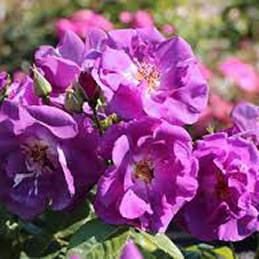 Катерлива роза синьо-индиго Rhapsody in Blue, повтарящ цъфтеж, силен аромат