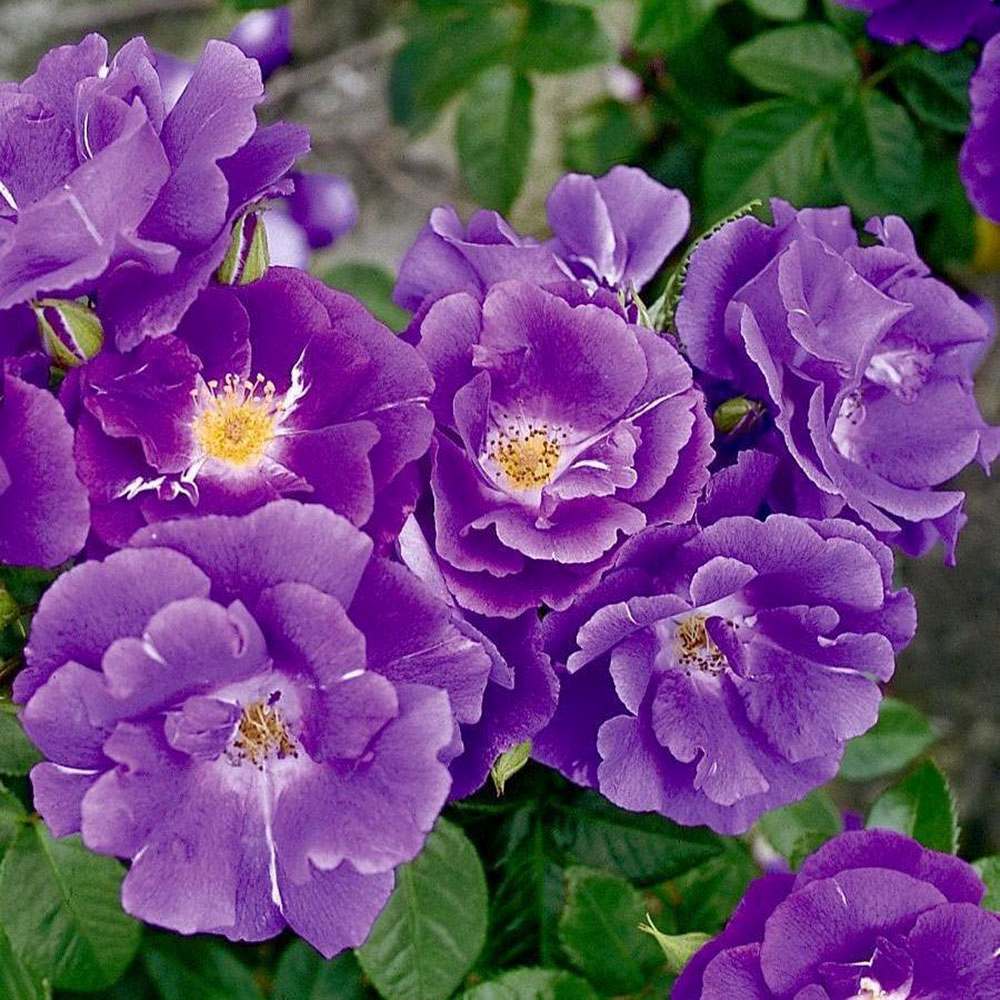 Trandafir Catarator albastru-indigo Rhapsody in Blue, inflorire repetata, parfum puternic