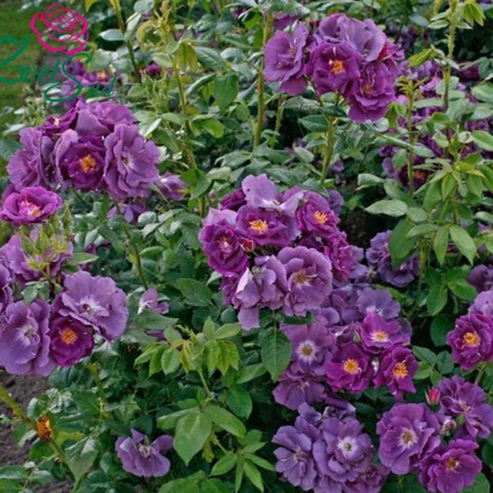 Катерлива роза синьо-индиго Rhapsody in Blue, повтарящ цъфтеж, силен аромат