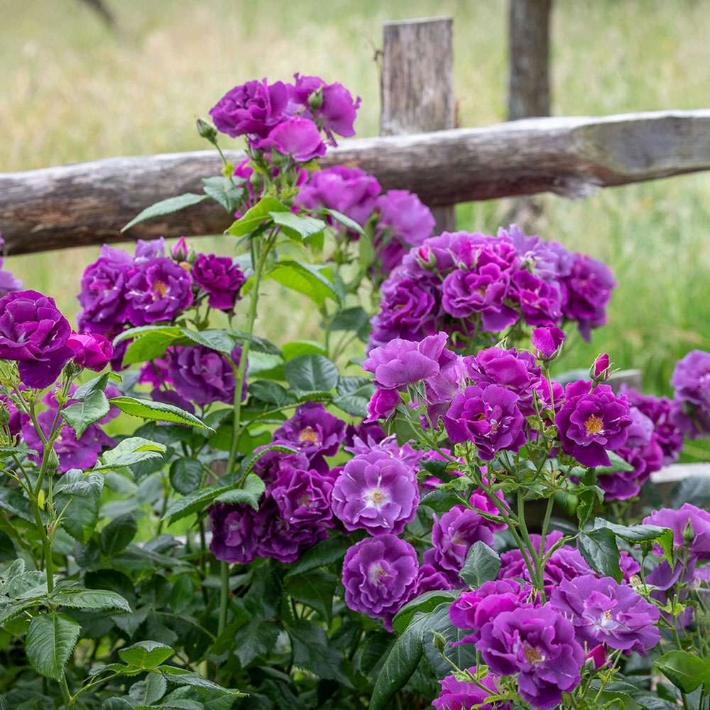 Катерлива роза синьо-индиго Rhapsody in Blue, повтарящ цъфтеж, силен аромат