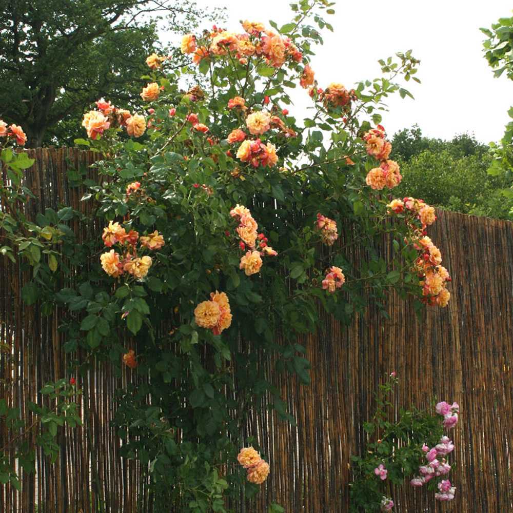 Trandafir Catarator apricot Aloha, parfum intens