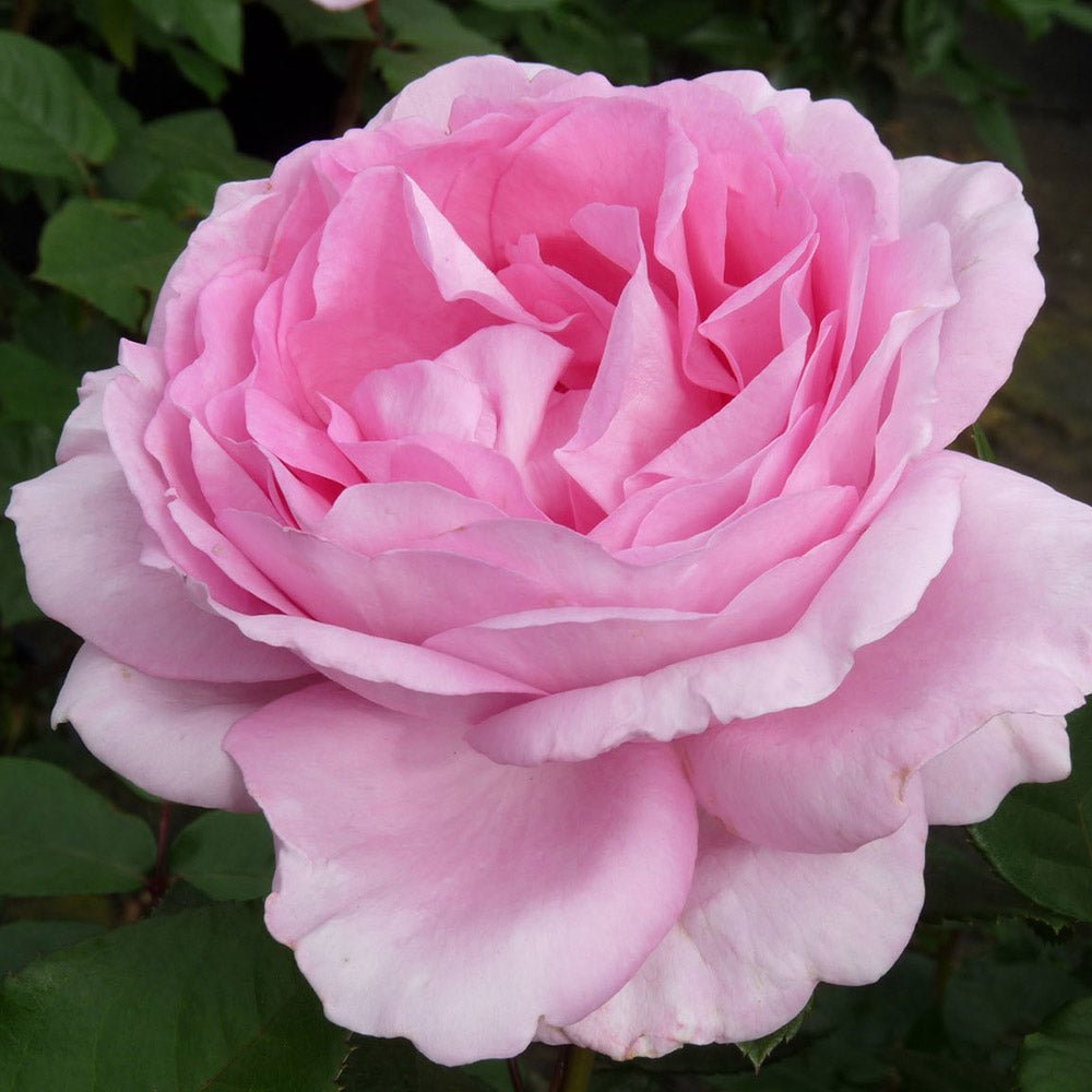 Катерлива роза розова Ghita Renaissance, с интензивен аромат