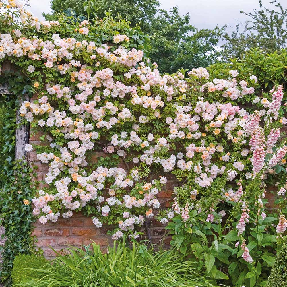 Trandafir catarator roz-crem New Dawn, parfum intens