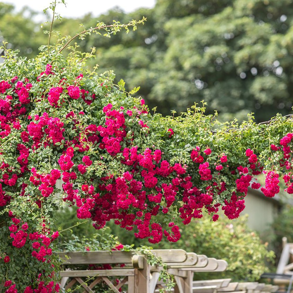 Trandafir Catarator rosu Rambling Rose, inflorire repetata