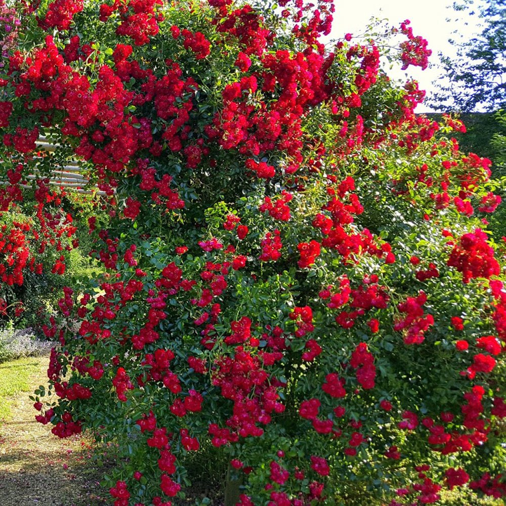 Trandafir Catarator rosu Rambling Rose, inflorire repetata